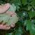 Cissus antarctica