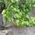Cissus rhombifolia 