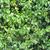 Cissus rhombifolia 