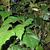 Cissus rhombifolia