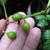Cissus rhombifolia fruit