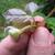 Cissus rhombifolia young leaf
