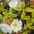 White cup-shaped flower and variegated leaves