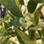 Blossom - March - NC
