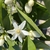 Blossom - March - NC