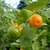 Close up of leaf and a green and orange round fruit
