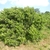 Form of a large shrubby tree