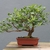 Tree grown as a bonsai