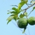 Roughgreen fruit
