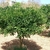 Form of a mature ercect tree
