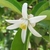 5 petaled white star-shaped flowers