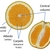 Chart showing the different parts of the fruit structure