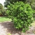 Form of dense green shrub