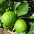 Green fruits and leaves closeup