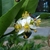 White flower detail