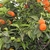 Green leaves with orange round fruits