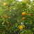 Orange fruits and green leaves with entire margins