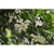 Spring flowers