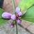 Flower buds