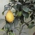 Yellow lemon and green leaves