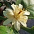 Whitish flower with multiple stamens
