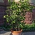 Lemon tree growing in a pot