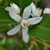 Closeup of a 5-petaled white flower