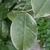 Closeup of green oval leaf