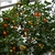 Bushy tree with orange fruits in various stages of maturity