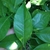 Green leaf closeup