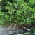 Tree form