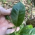 Green oval leaf with a winged stem