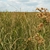 Native habitat