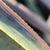 Scabrous margin of leaf