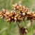 Seedheads