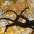 Cladrastis lutea