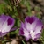 Pink flowers with 4 petals. Each petal has dark pink blotch.