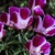 Pink flwoers with 4-petals. Each petal has a dark pink spot.