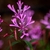 Pink flowers with 4 deeply lobed petals.