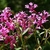 Pink flowers with 4 deeply lobed petals.