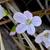 Claytonia caroliniana