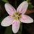 Flower detail