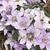 Clematis