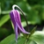 Flower - April 22 - Wake Co., NC