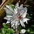 Matka Urszula Ledochowska - Flower - April 22 - Wake Co., NC