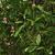 Clematis crispa