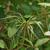 Clematis crispa
