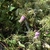 Seed Head & Flowers - Aug. 12, Wake Co., NC