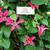 Clematis texensis