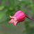 Clematis texensis